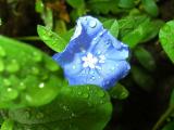 Zarosený modrý kvet